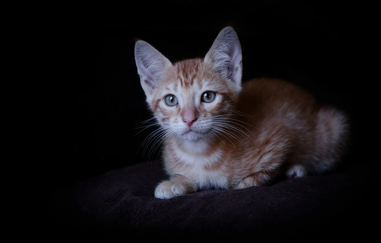 Photo wallpaper cat, look, kitty, the dark background, red kitten