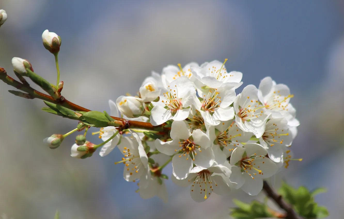 Photo wallpaper nature, beauty, spring, may, flowering, cottage, plum
