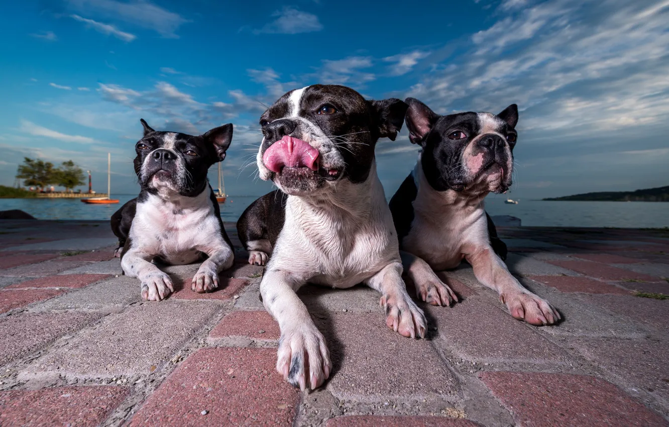 Trinity, three dogs, Boston Terrier