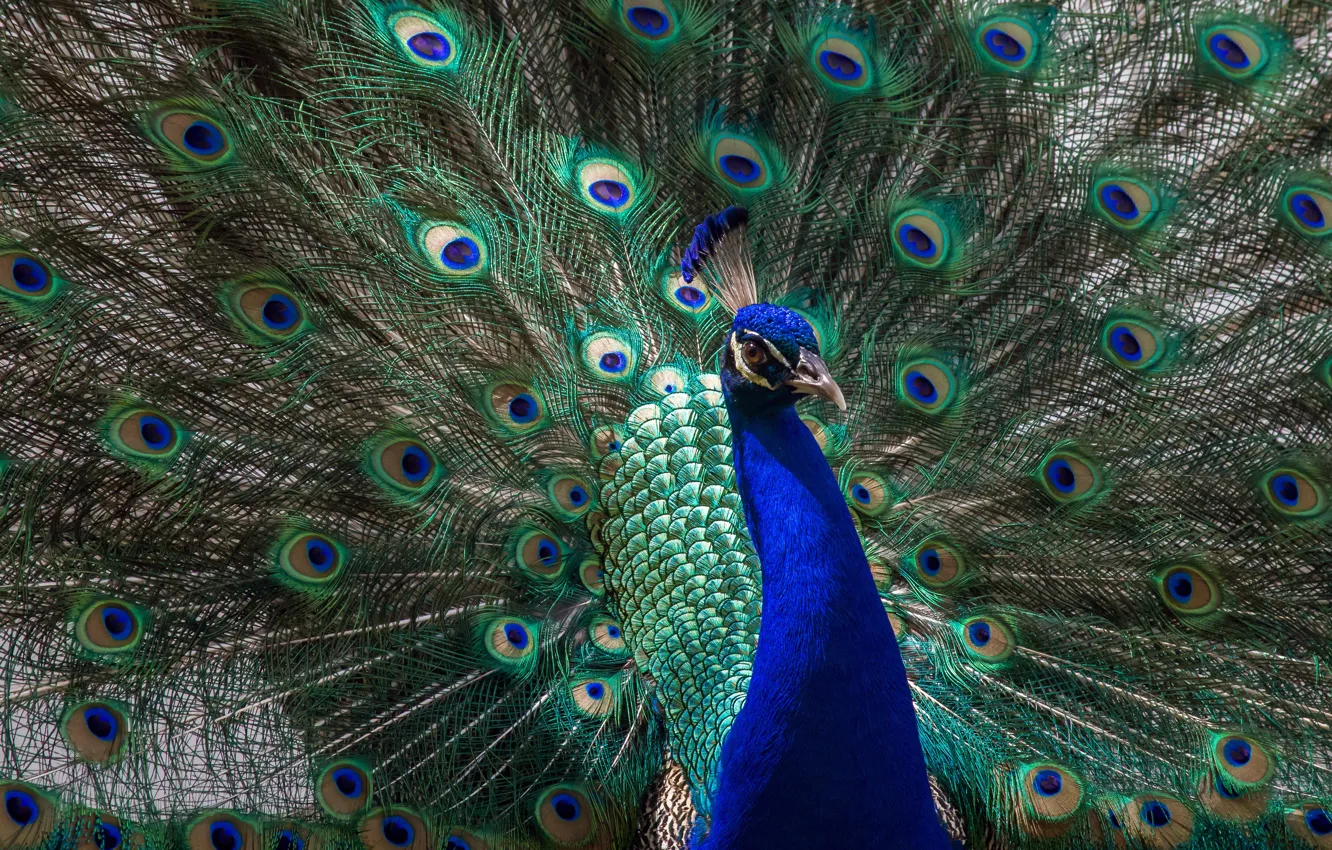Wallpaper animals, look, light, blue, green, bird, tail, peacock, handsome,  breast, opened, fluffed images for desktop, section животные - download