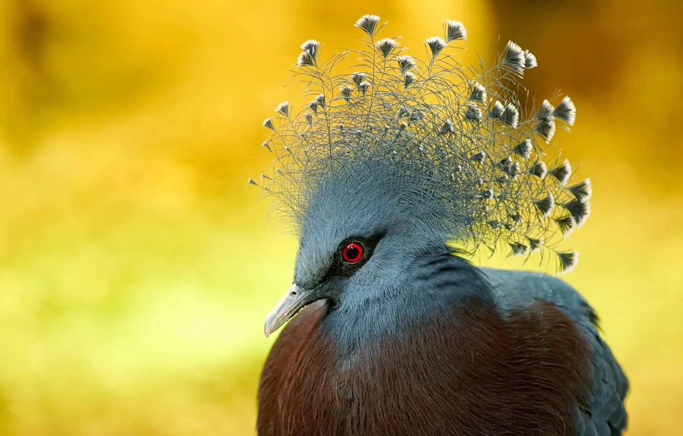 Wallpaper nature, bird, Victoria crowned Pigeon images for desktop, section  животные - download