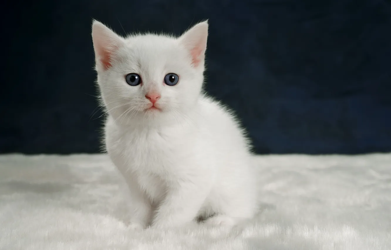 Wallpaper look, kitty, portrait, baby, white kitten images for desktop,  section кошки - download