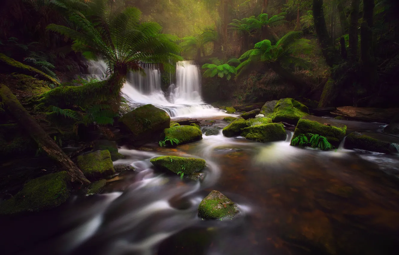 Photo wallpaper forest, nature, river, stones, stream, jungle, Tasmania