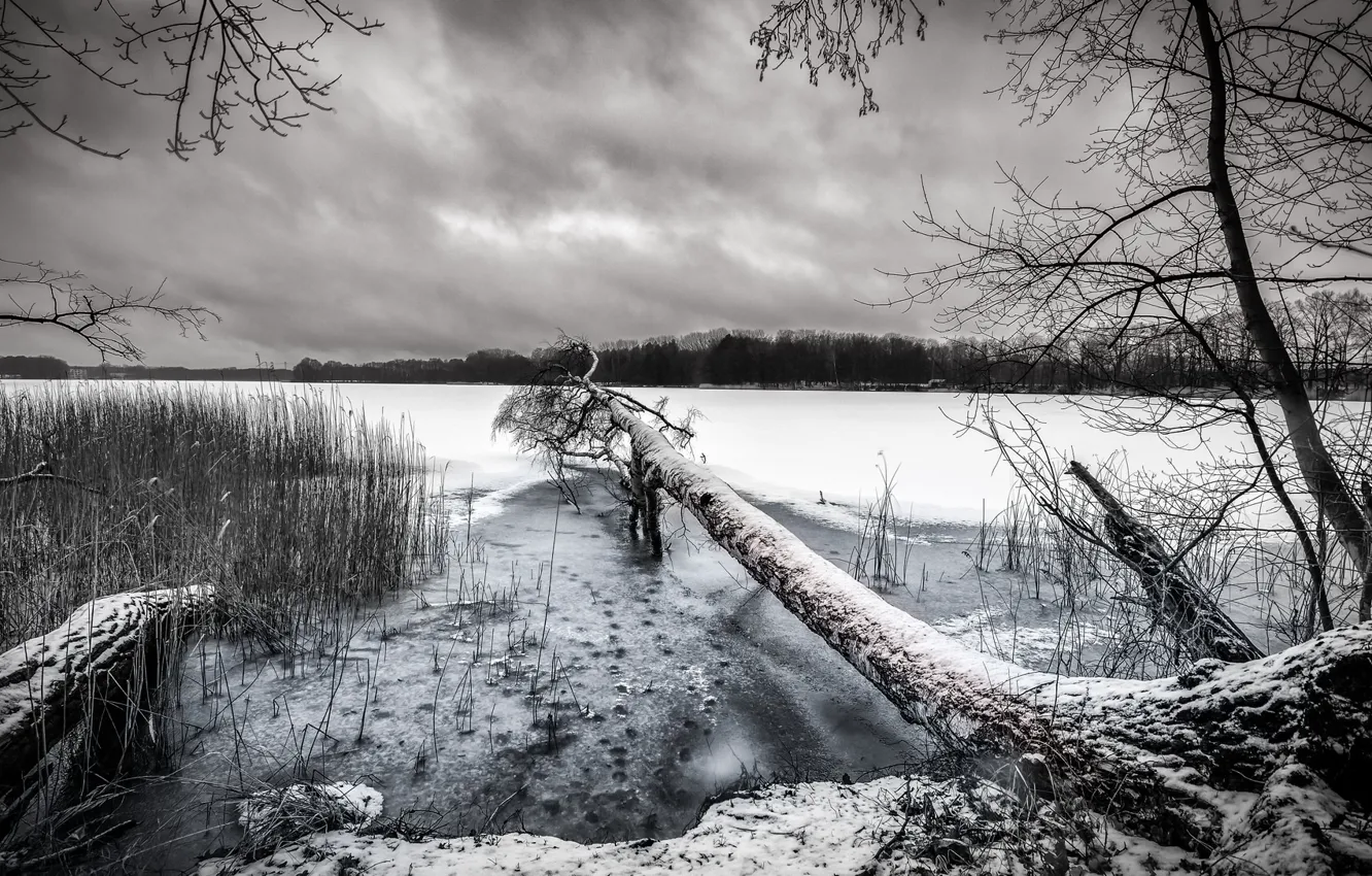 Photo wallpaper winter, snow, lake, tree