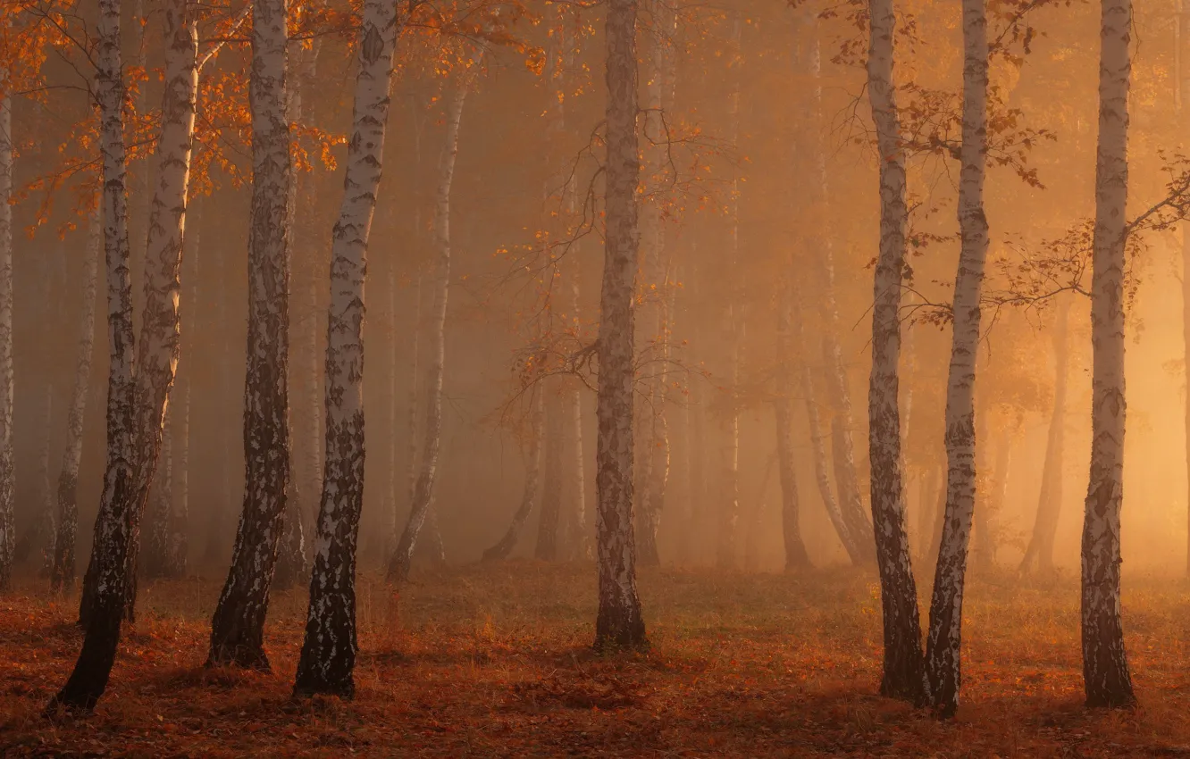 Photo wallpaper autumn, forest, light, nature, birch