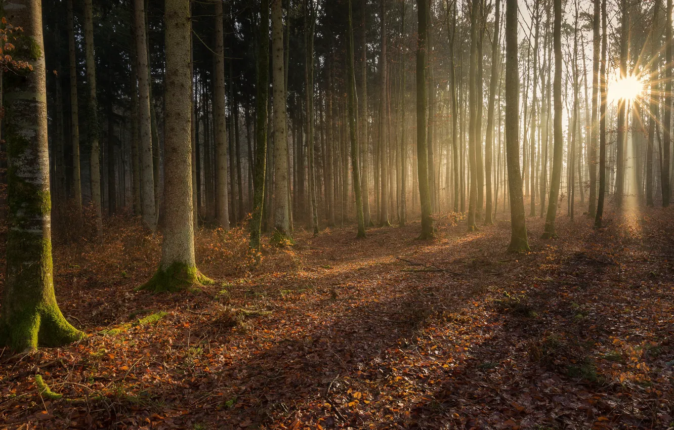 Wallpaper Forest Light Trees Magic Forest Images For Desktop Section Priroda Download