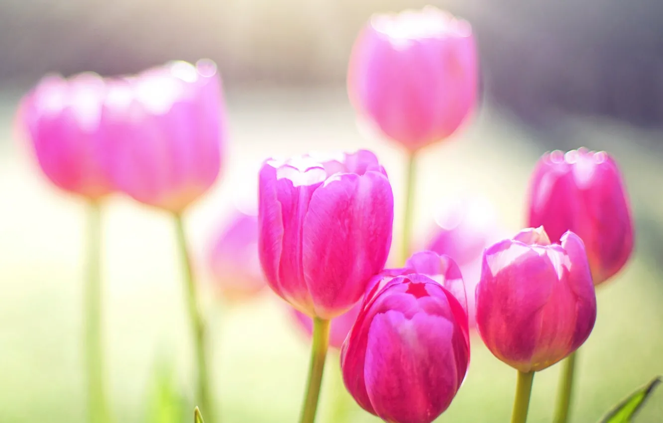 Wallpaper nature, Tulip, spring, petals images for desktop, section ...