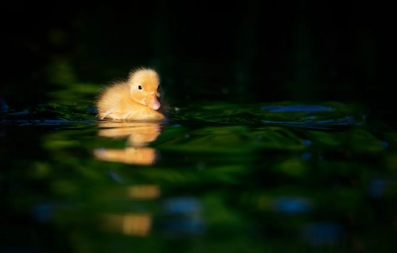 Wallpaper baby, duck, duck images for desktop, section животные - download