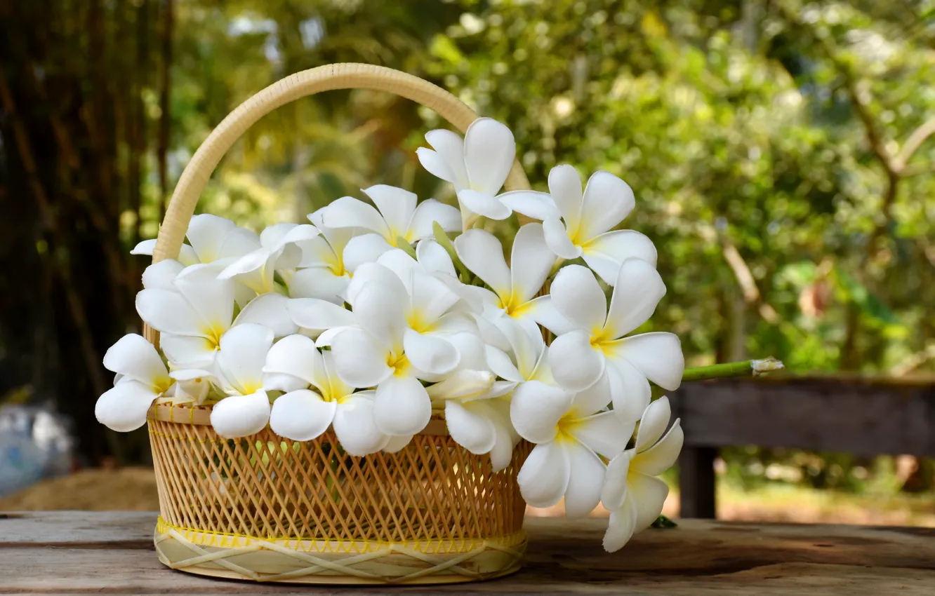 Photo wallpaper flowers, basket, white, white, flowers, plumeria, plumeria