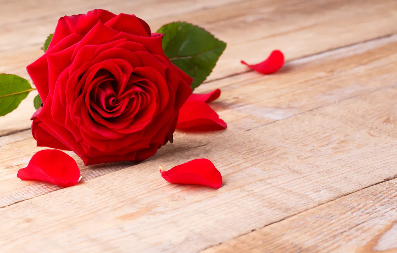Wallpaper roses, petals, red rose, flowers, romantic, roses images for  desktop, section цветы - download