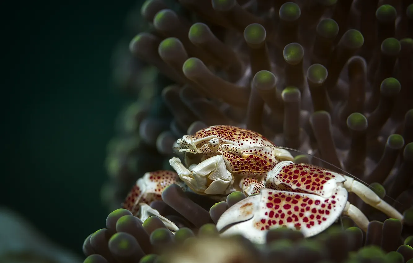 Photo wallpaper sea, the ocean, crab, underwater world, under water, sea anemones
