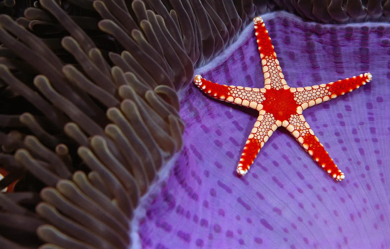 Photo wallpaper sea, nature, star, Borneo, Necklace sea star, Sipadan