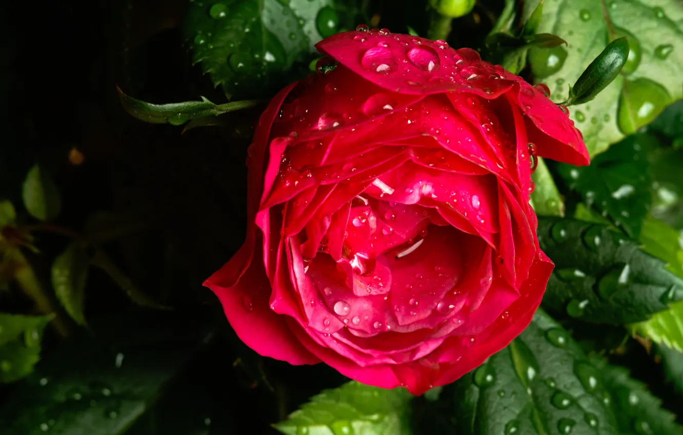 Photo wallpaper drops, macro, rose, Bud, after the rain