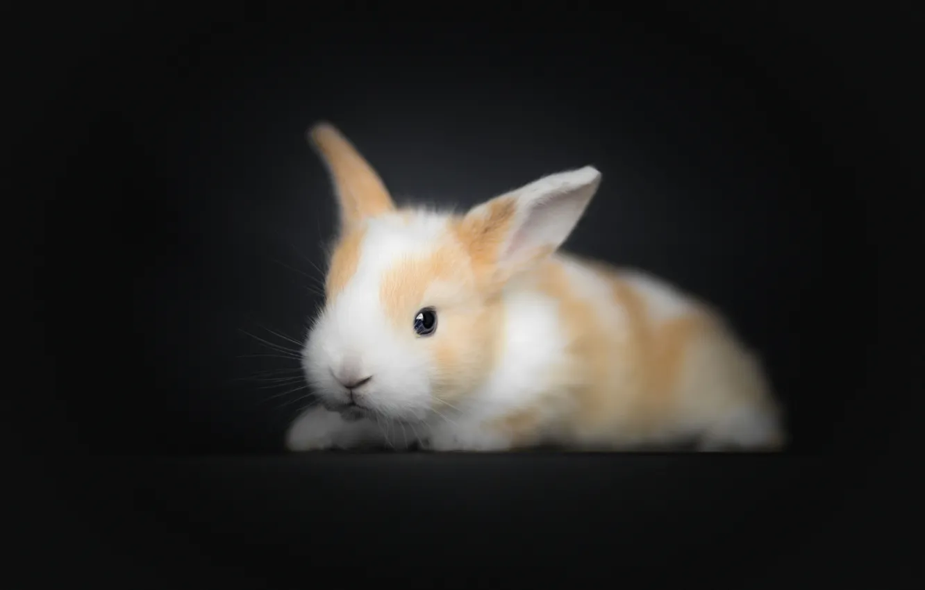 Photo wallpaper rabbit, baby, black background, rabbit
