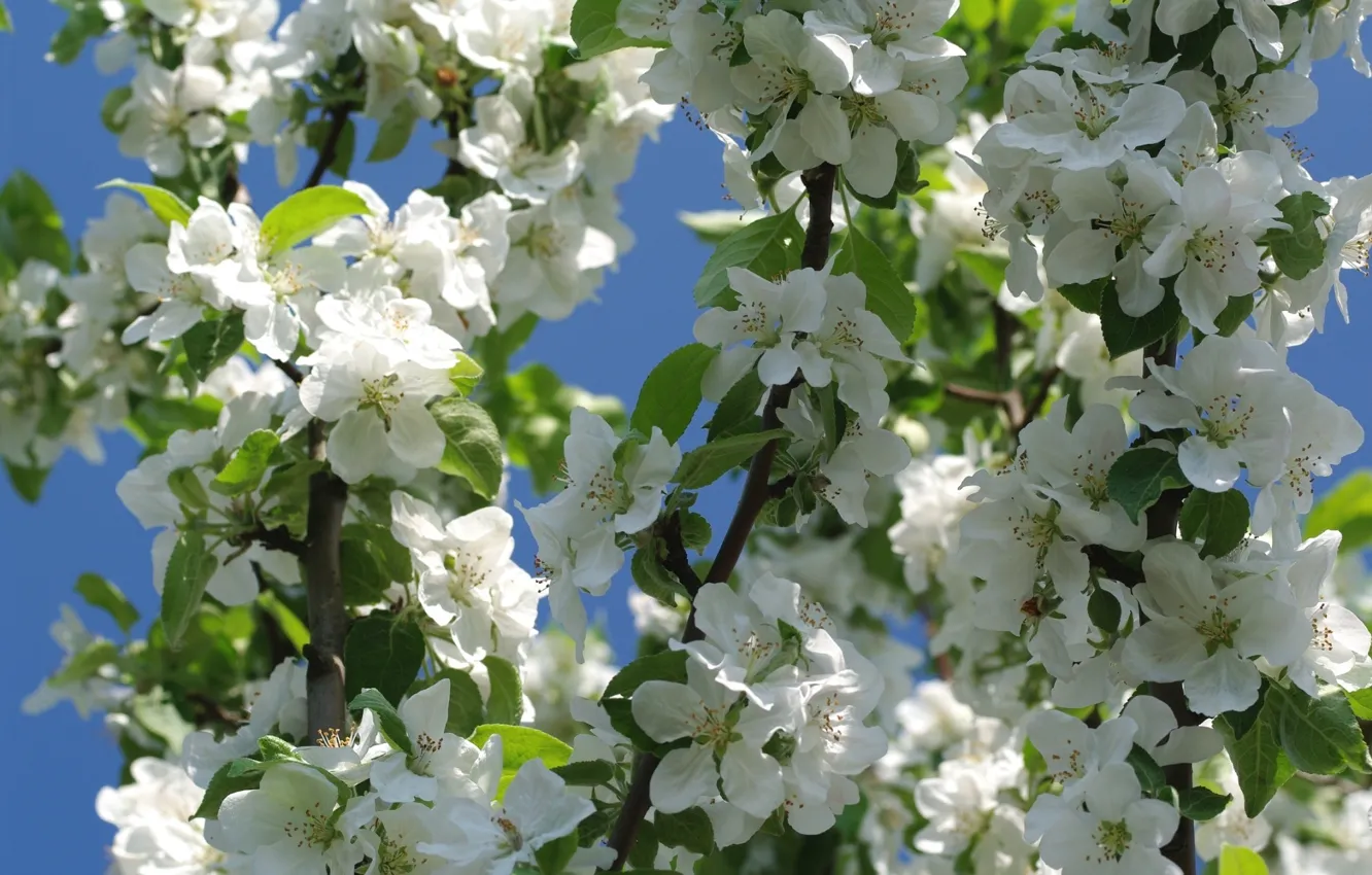 Photo wallpaper flowers, branches, nature, tree, spring, Apple