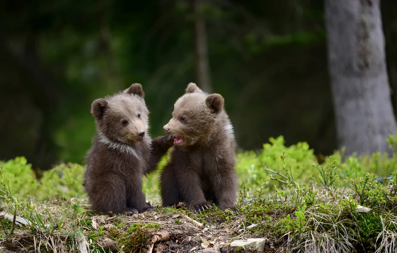 Photo wallpaper bears, pair, bears