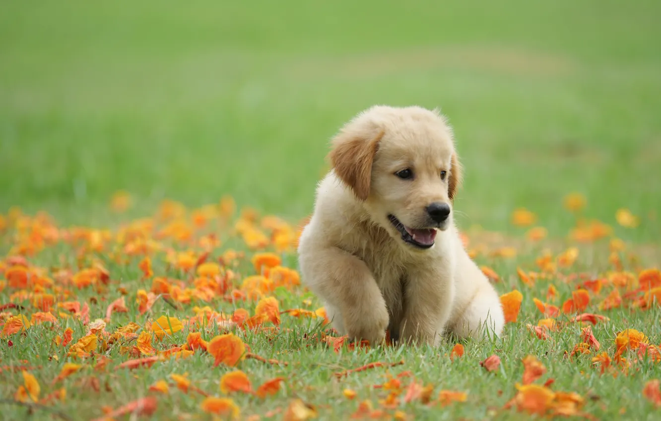 Photo wallpaper grass, flowers, Park, cute, puppy, golden, lawn, puppy, dog, park, Retriever, cute, retriever