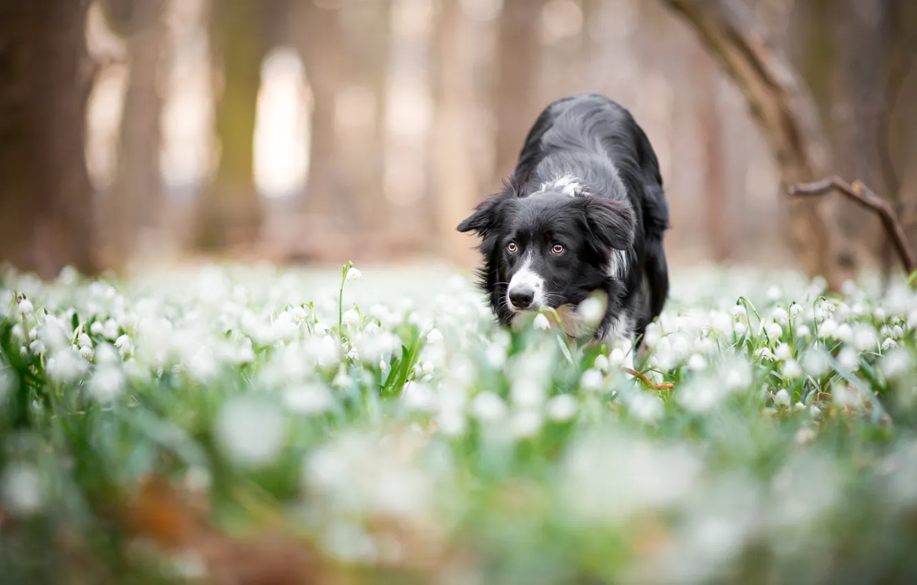 Photo wallpaper forest, look, face, flowers, Park, background, glade, black and white, dog, blur, spring, snowdrops, bokeh, …
