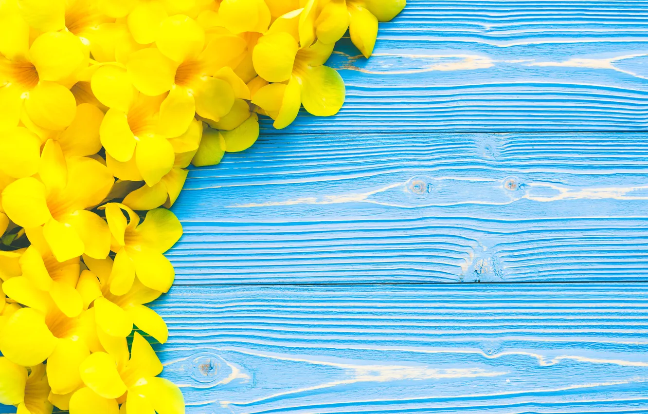 Wallpaper flowers, yellow, yellow, wood, blue, flowers, tropical, tropical  images for desktop, section цветы - download