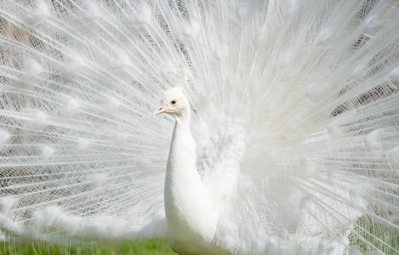 Wallpaper bird, feathers, tail, peacock, white peacock images for desktop,  section животные - download