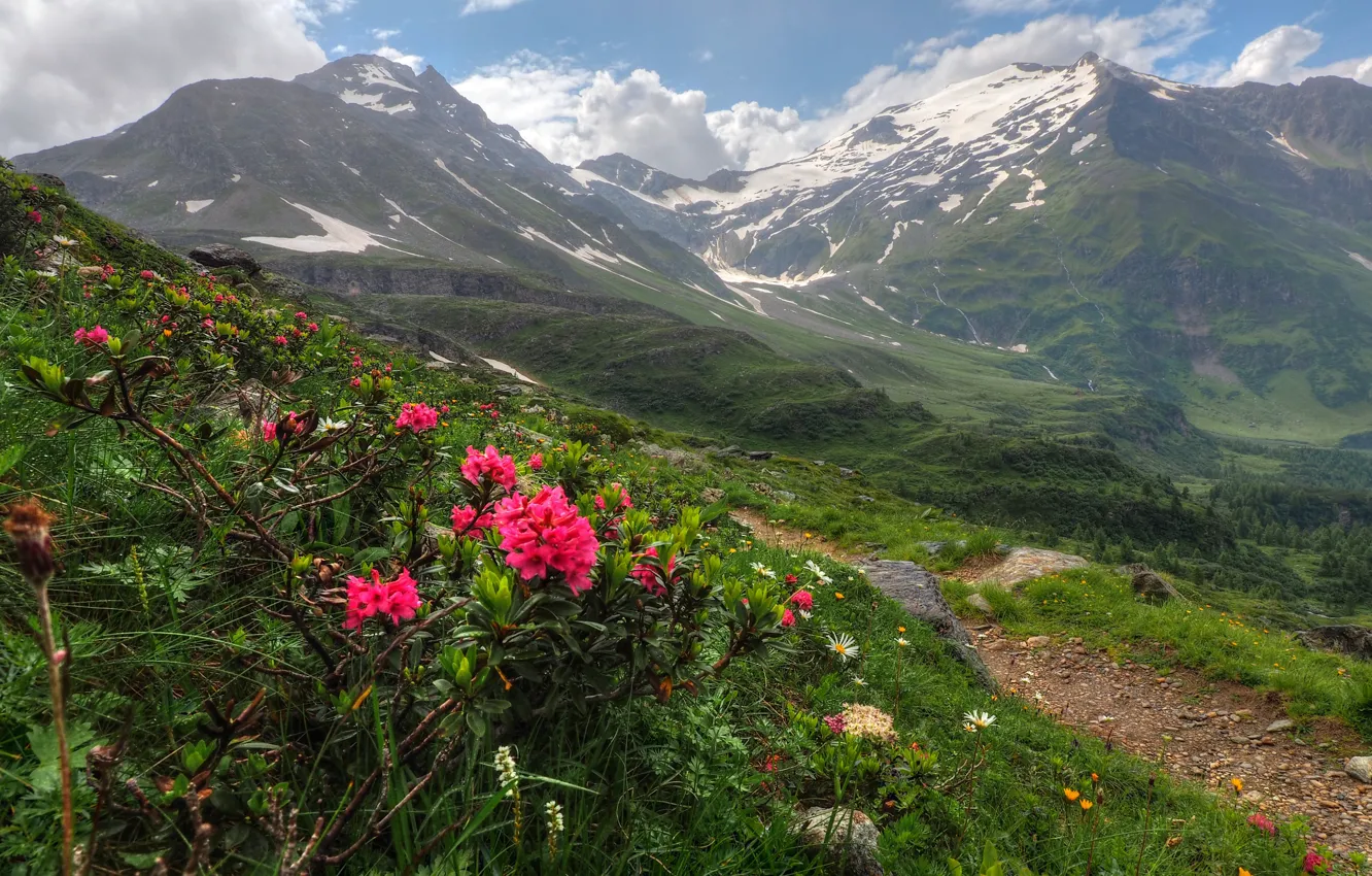 Photo wallpaper Flowers, Nature, Mountains, Austria, Panorama, Nature, Grass, Flowers, Mountains, Austria, Salzburg, Salzburg, Panorama, Rhododendron, Rhododendron
