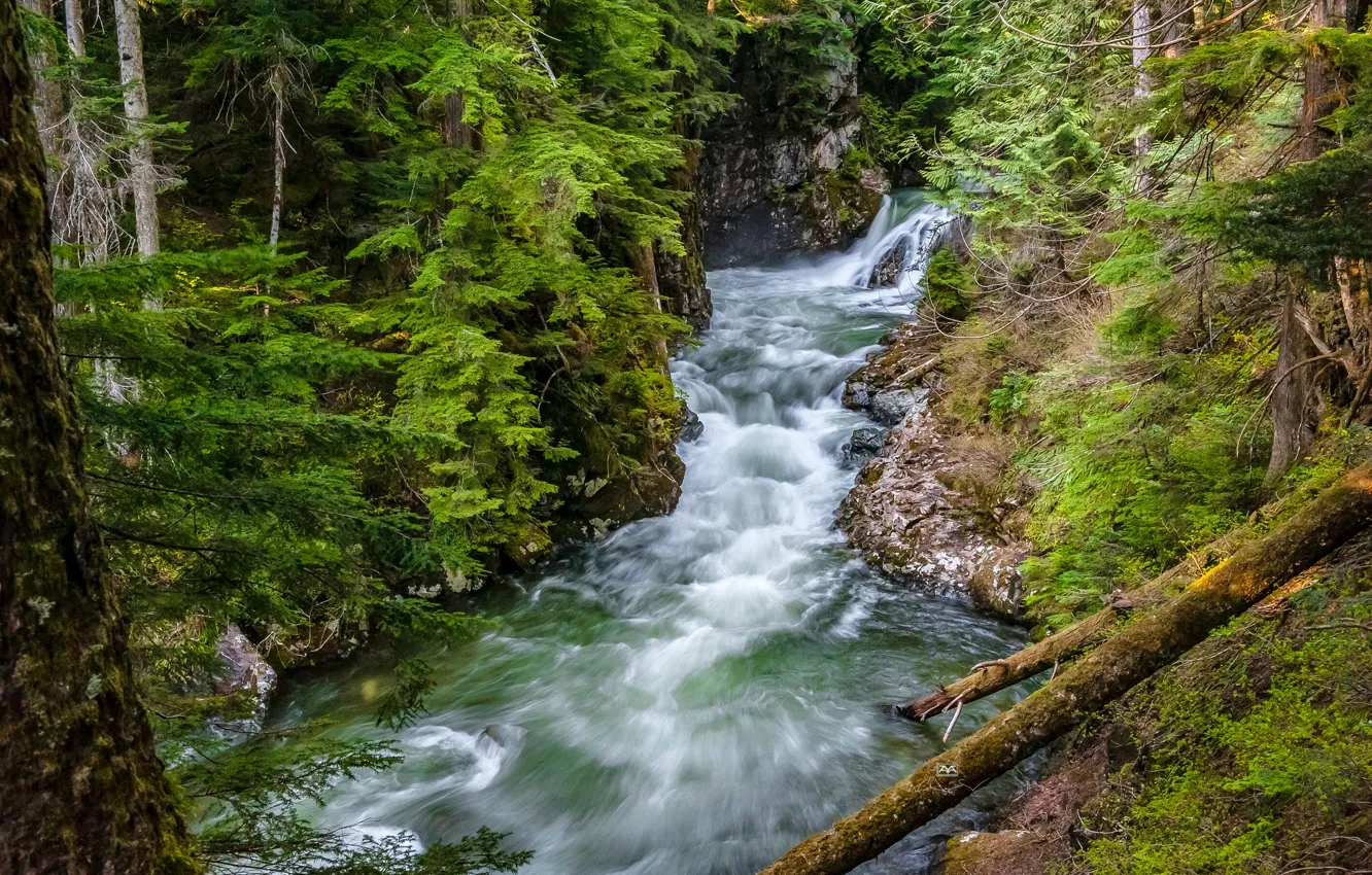 Photo wallpaper forest, river, Washington, Washington State, Denny Creek