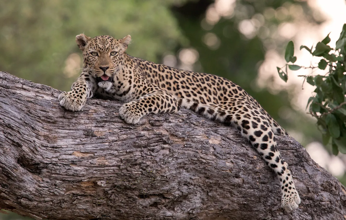 Photo wallpaper tree, leopard, handsome