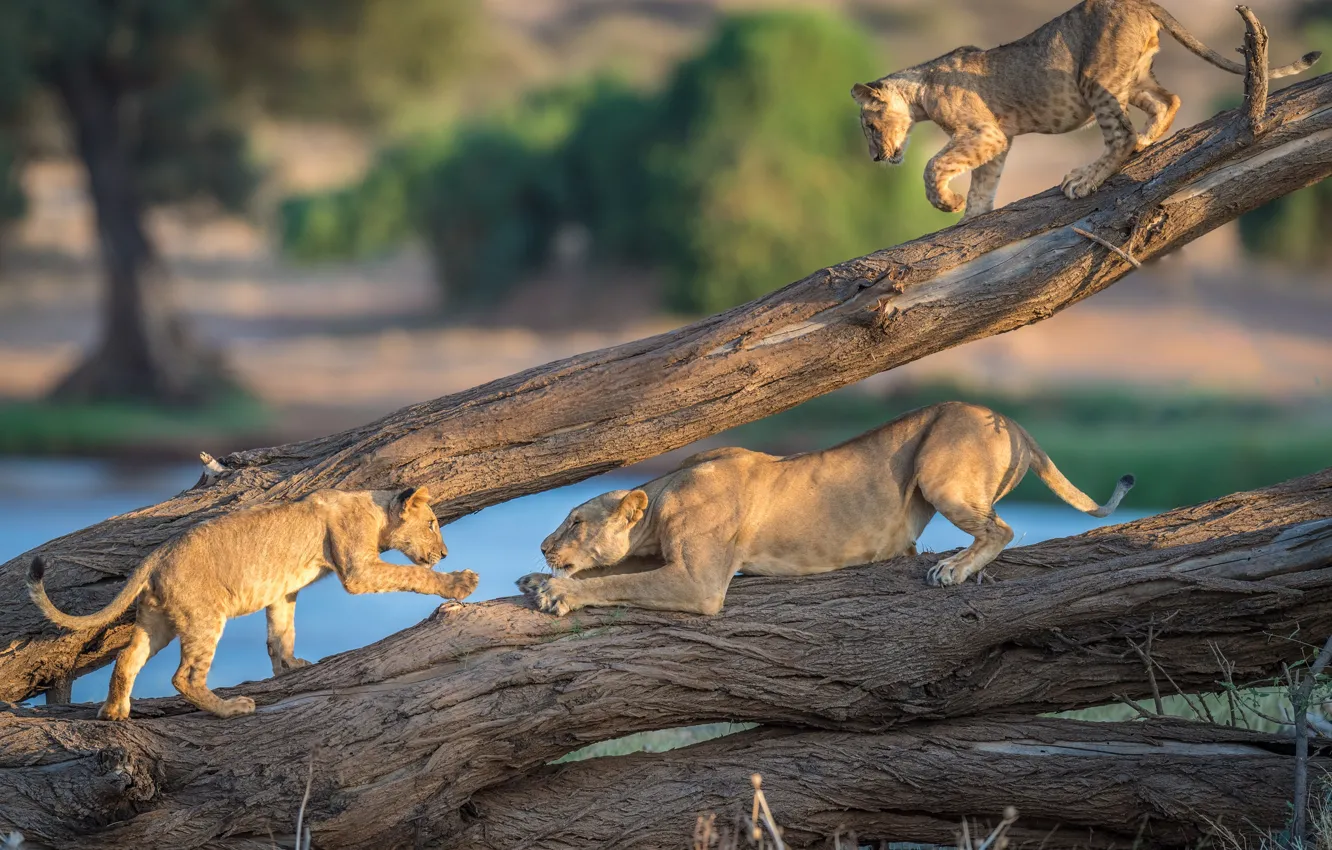 Photo wallpaper lions, the cubs, lioness, Kenya