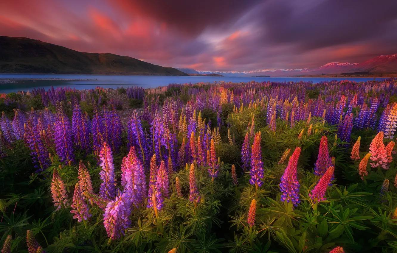 Photo wallpaper flowers, lake, spring, New Zealand, lupins, Tekapo