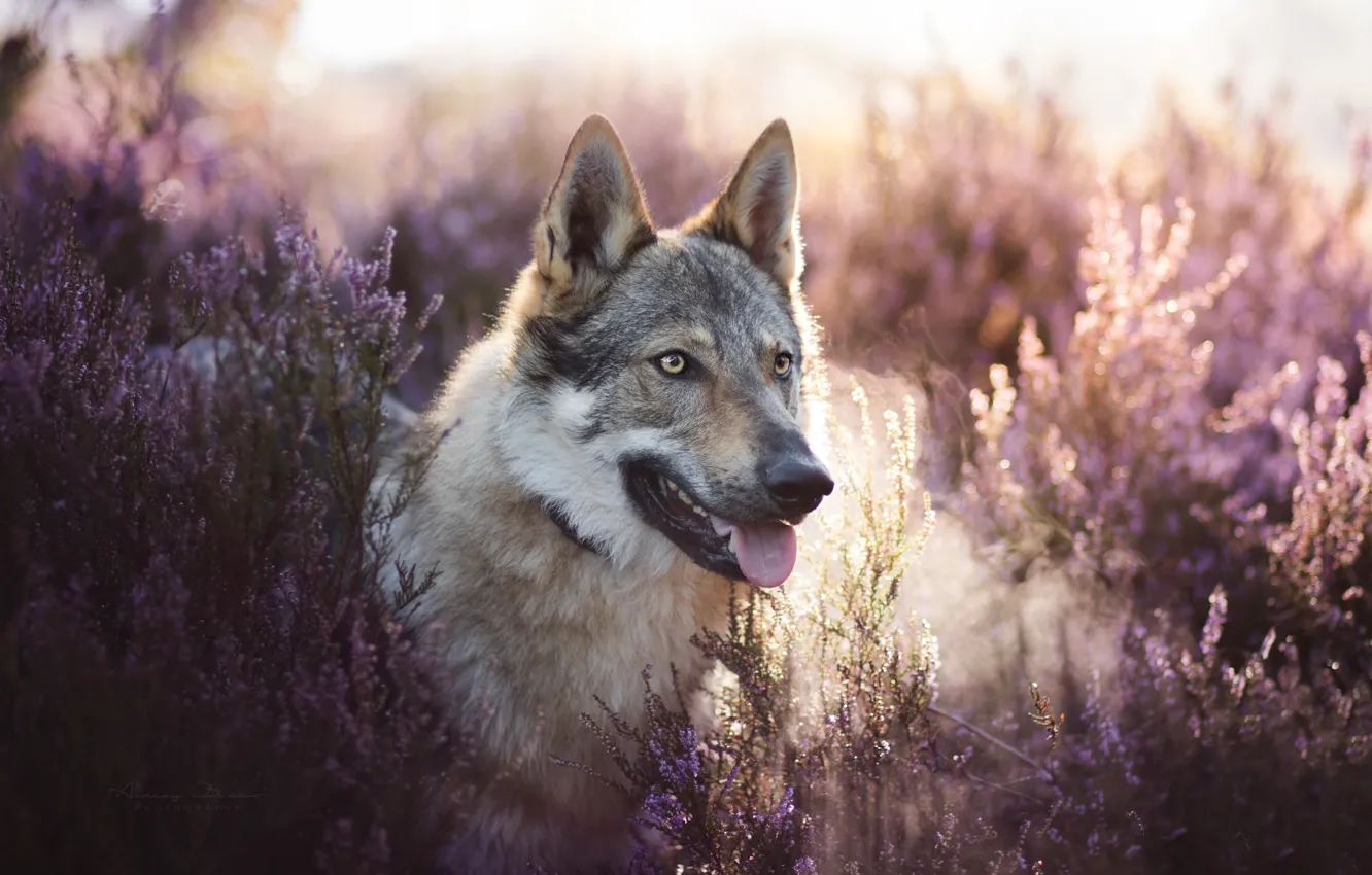 Wallpaper look, face, Heather, a hybrid of dog and wolf, Volkosob ...