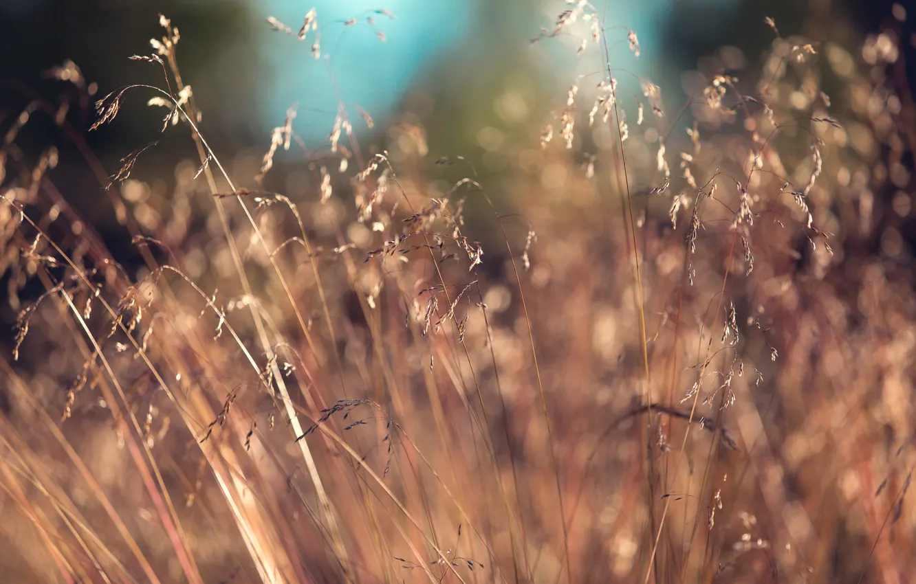 Photo wallpaper wheat, grass, rye, ears