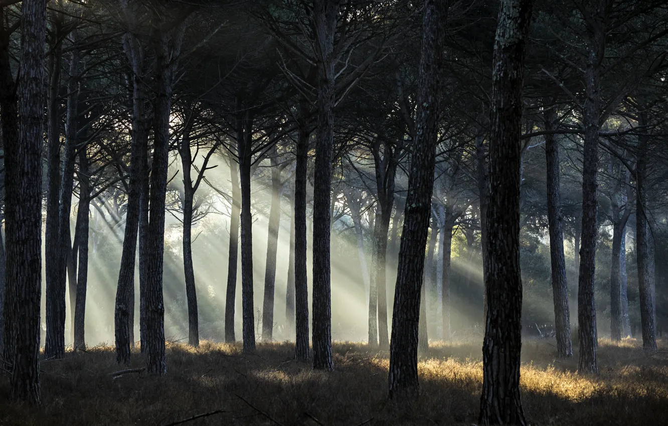 Photo wallpaper forest, trees, the sun's rays