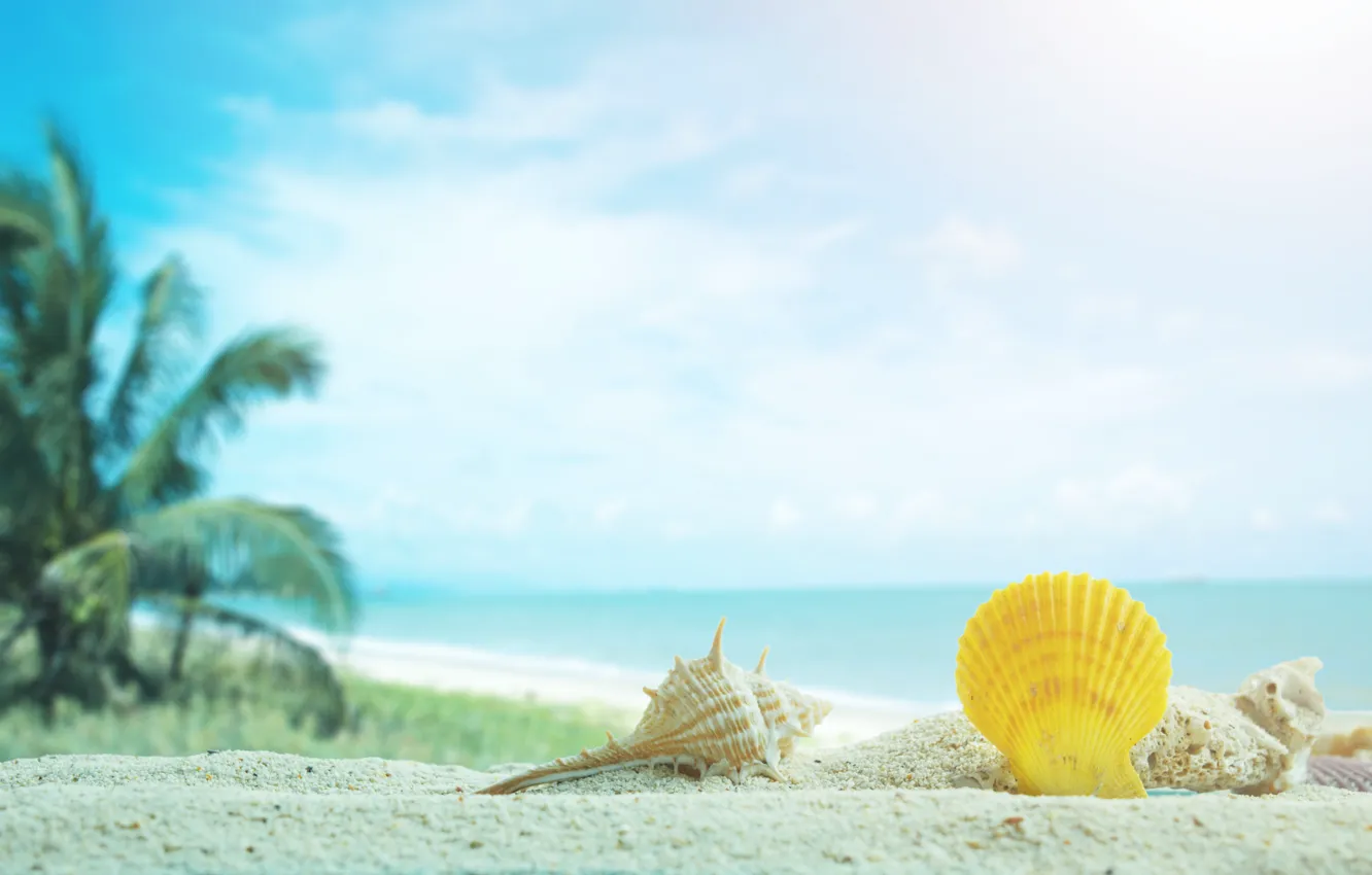 Wallpaper sand, sea, beach, palm trees, shell, summer, beach, sea, sand,  marine, palms, tropical, seashells images for desktop, section природа -  download