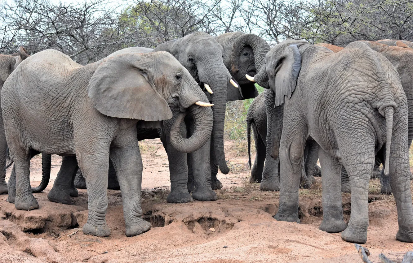 Photo wallpaper group, Africa, elephants