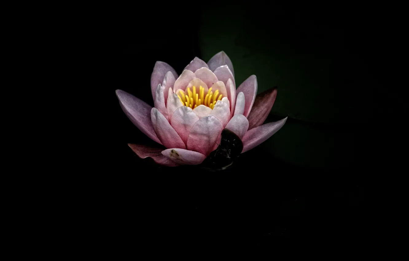 Wallpaper flower, flowers, background, Lotus, flower, flowers, background,  lotus images for desktop, section цветы - download