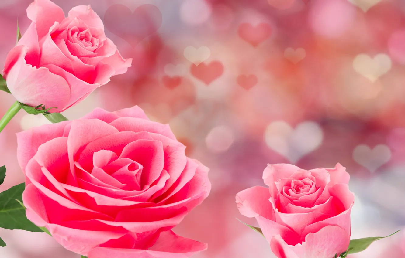 Wallpaper roses, pink, flowers, romantic, hearts, Valentine's Day, roses  images for desktop, section праздники - download