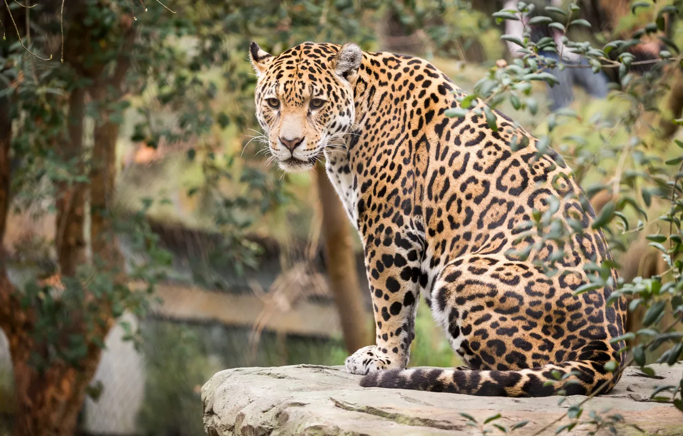 Photo wallpaper cat, animal, stay, Jaguar. 