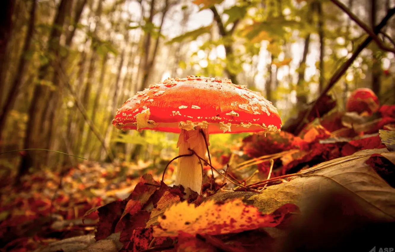 Photo wallpaper autumn, forest, macro, mushroom, mushroom