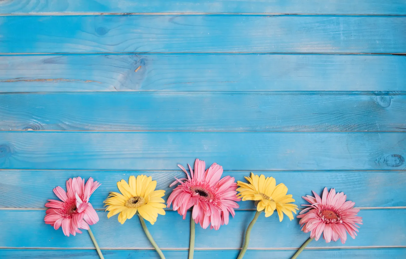 Wallpaper Flowers Background Yellow Colorful Pink Gerbera Yellow Wood Pink Flowers Spring Gerbera Images For Desktop Section Cvety Download,Best Canned Cat Food For Constipation