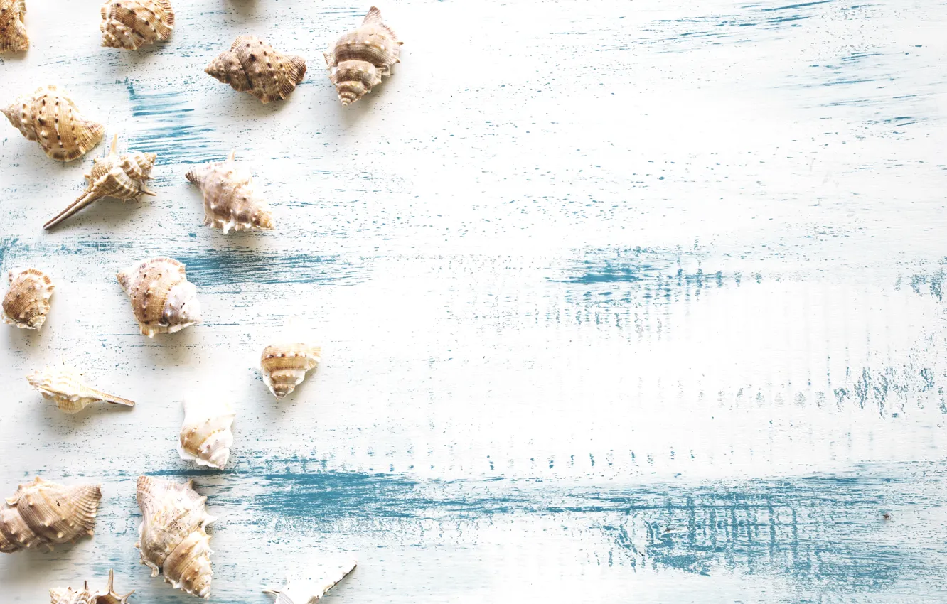 Photo wallpaper shell, summer, beach, wood, marine, seashells
