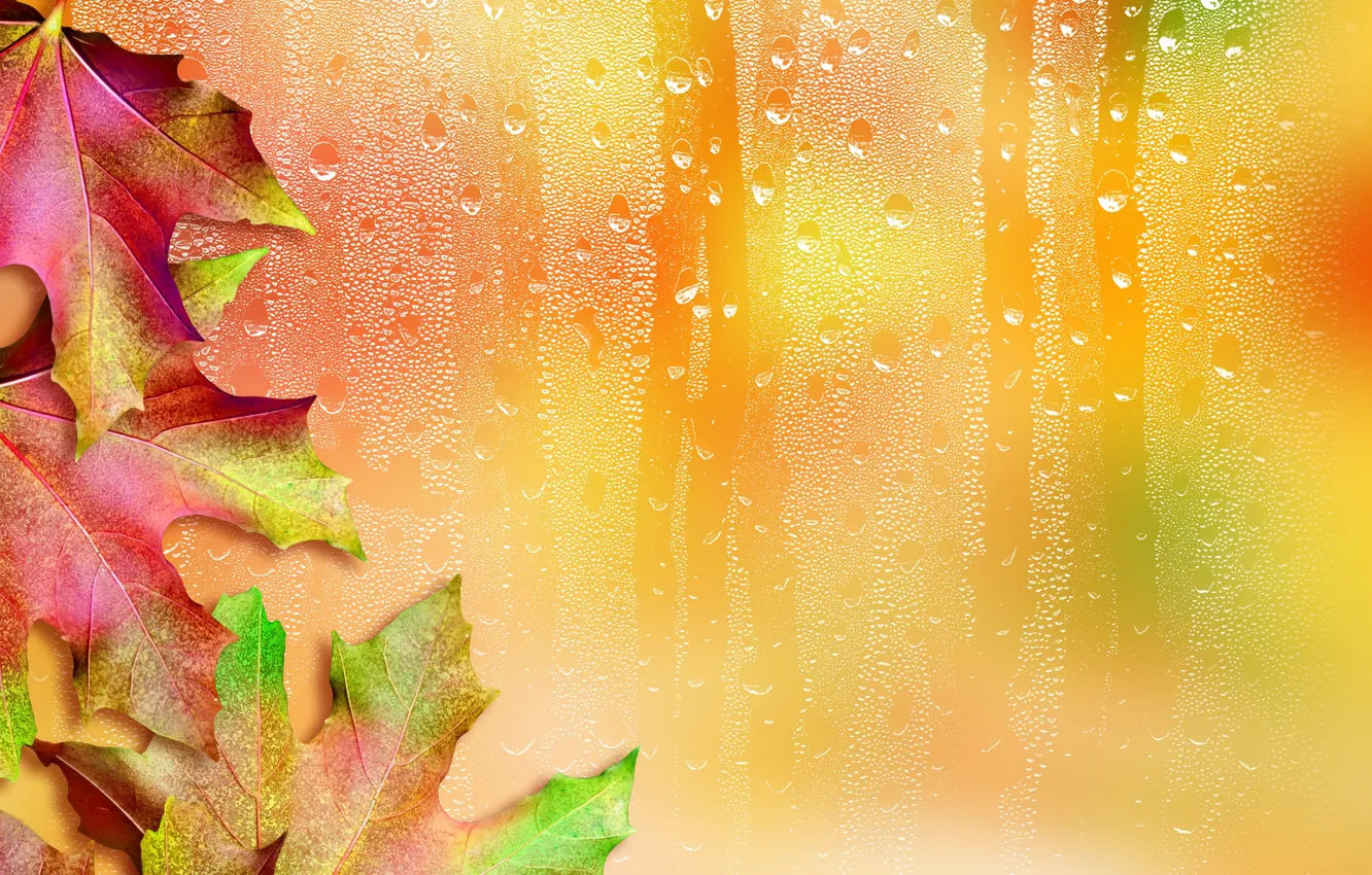Photo wallpaper leaves, drops, maple