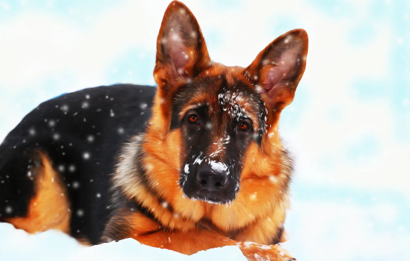 Wallpaper snow, each, dog, German shepherd images for desktop, section  собаки - download