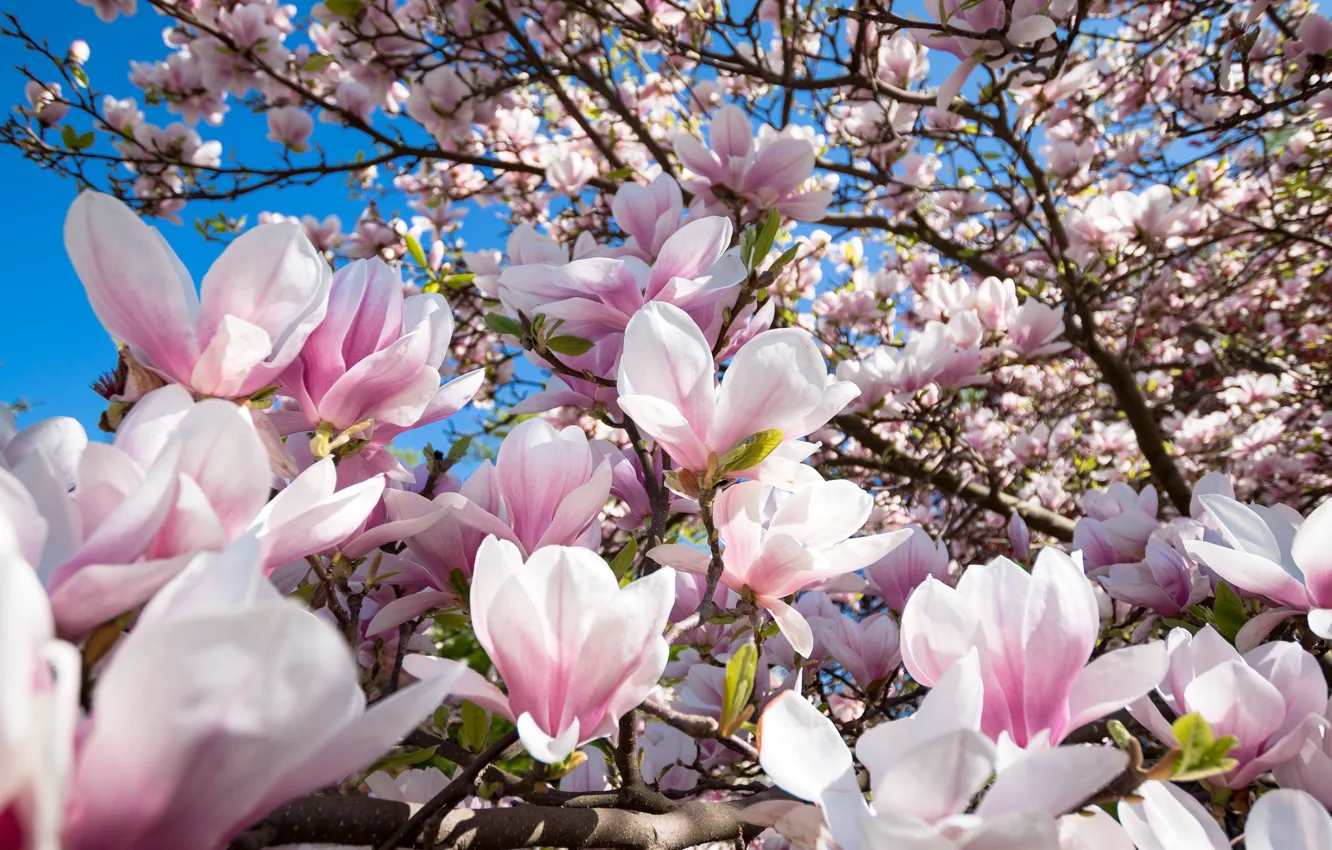 Wallpaper tree, Flowers, flowering, Magnolia images for desktop, section цветы - download