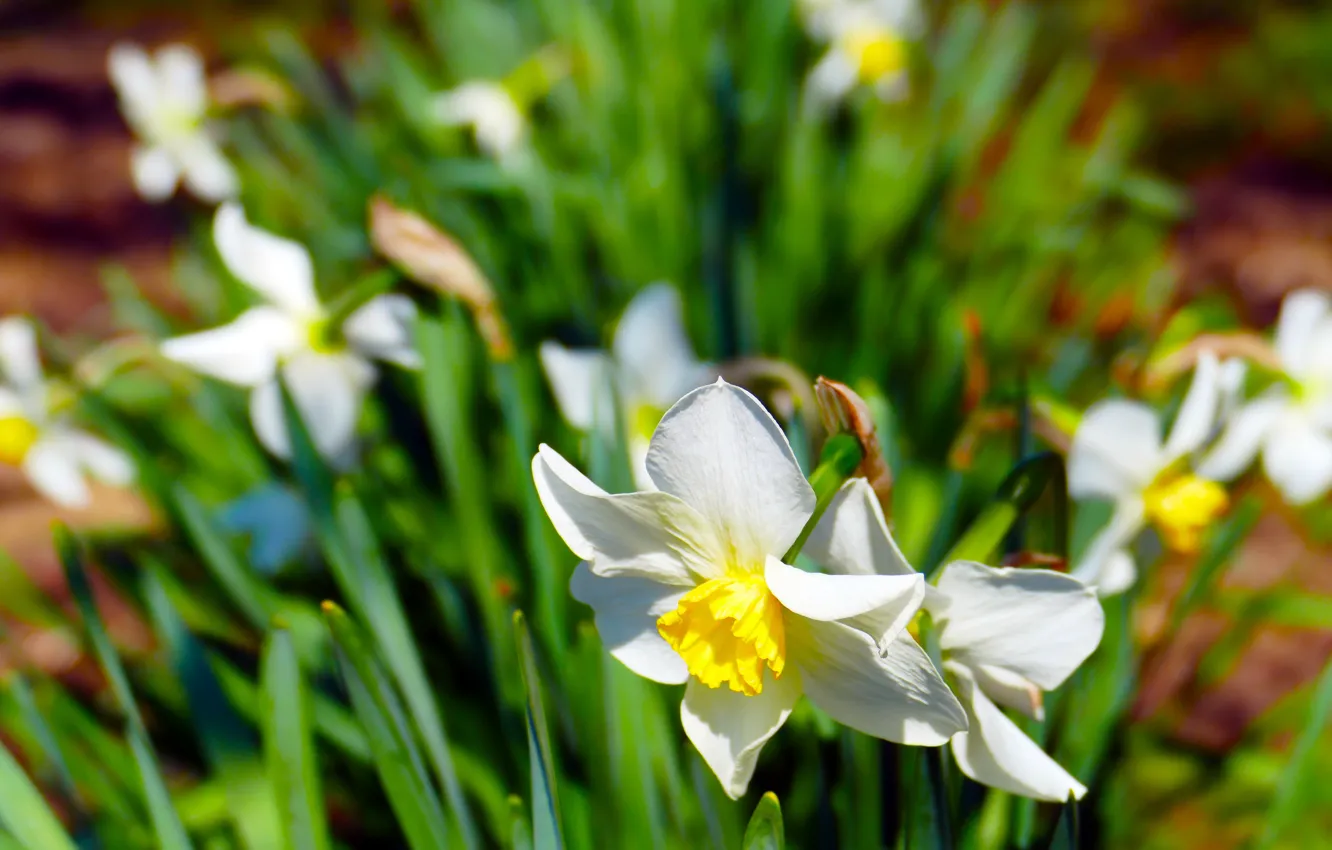 Photo wallpaper flower, grass, nature, Narcissus
