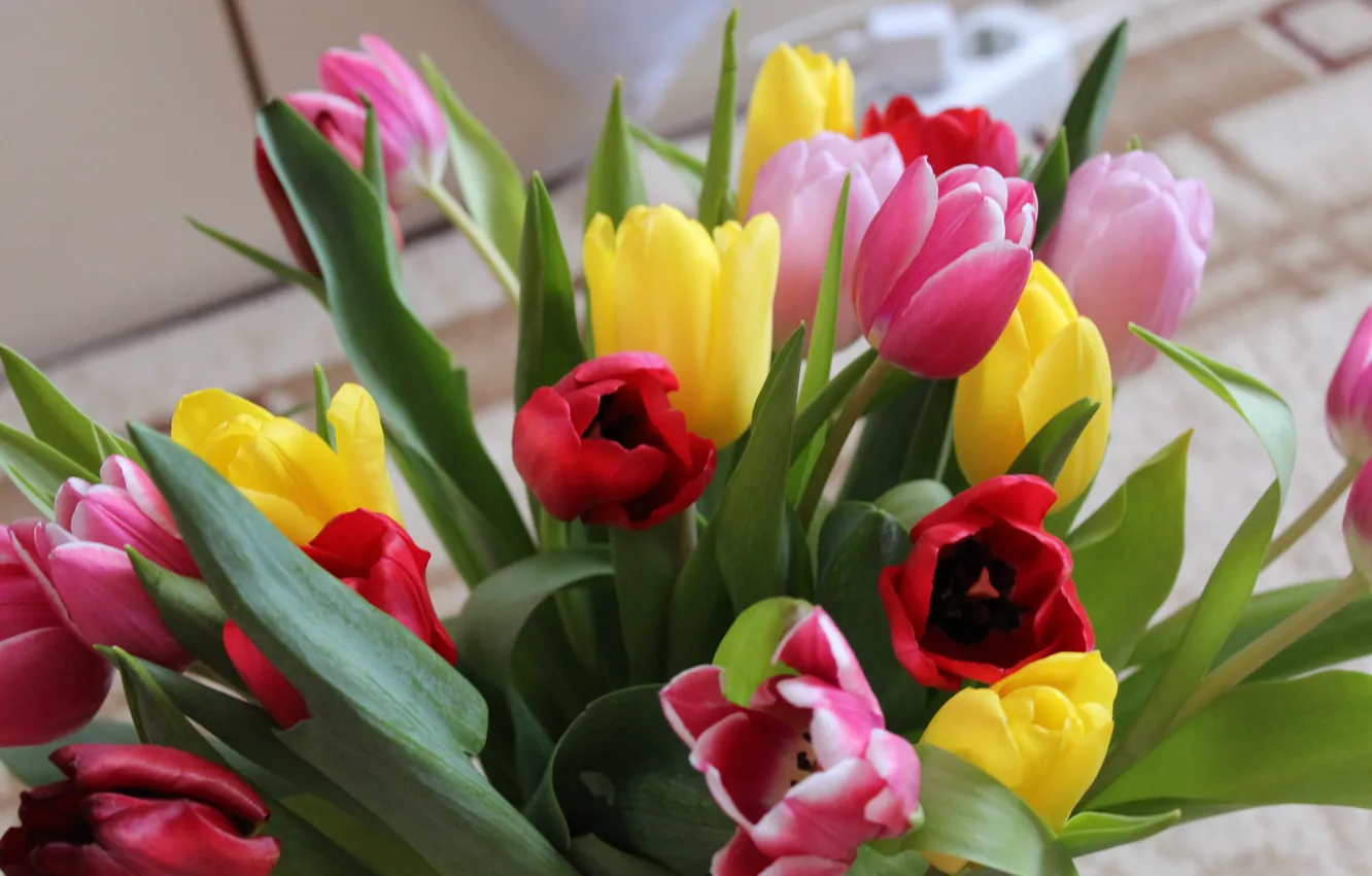 Photo wallpaper flowers, spring, Tulips