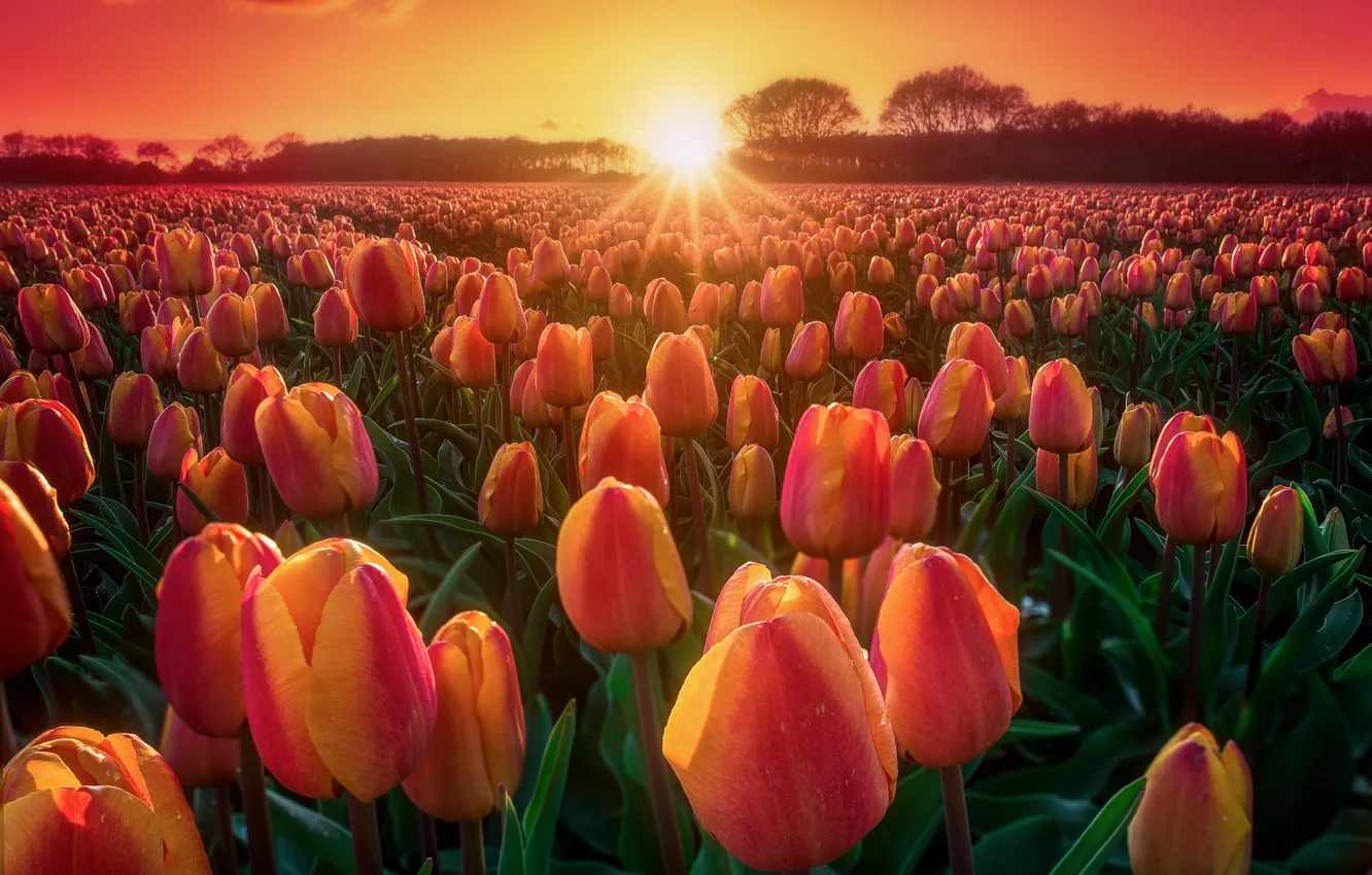 Photo wallpaper field, sunset, nature, tulips, buds