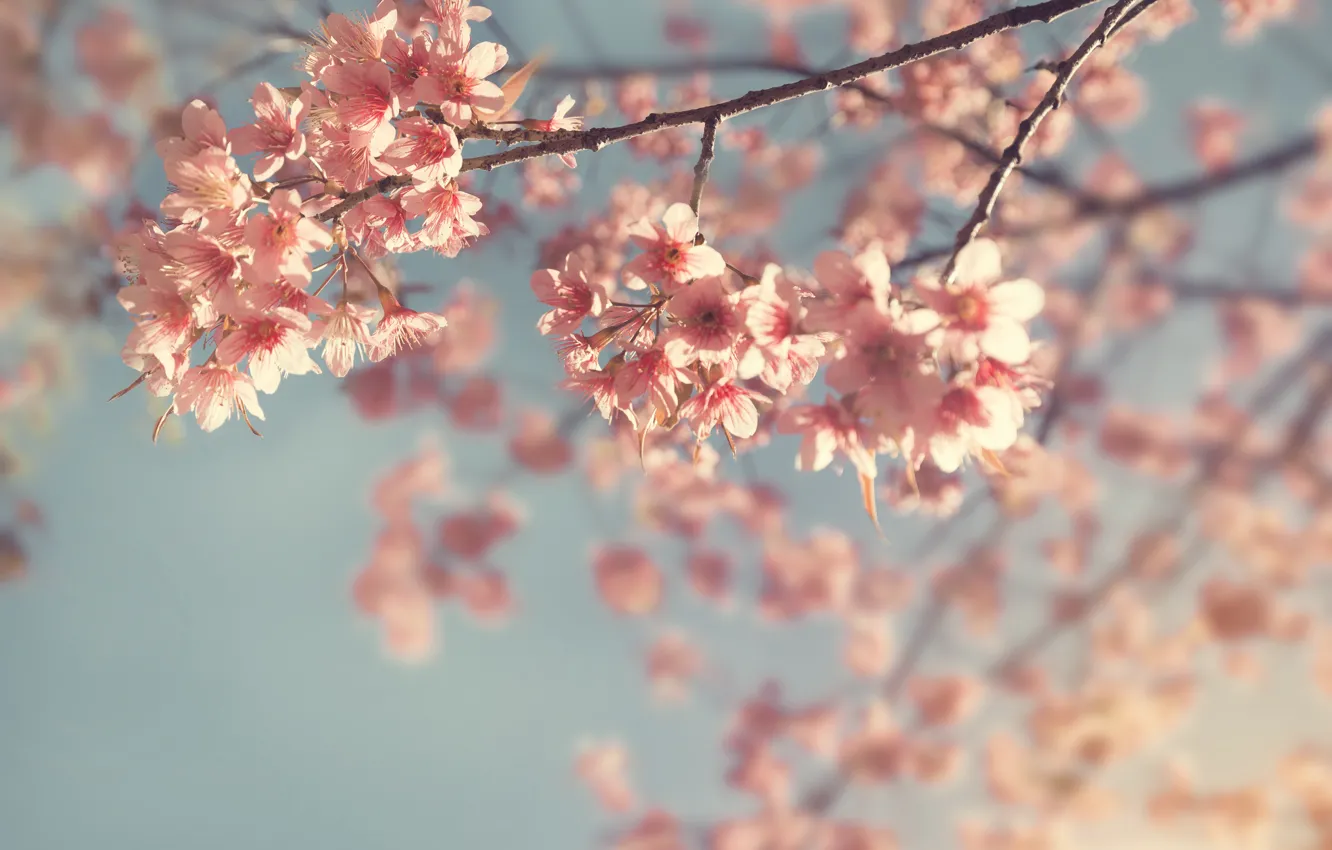 Photo wallpaper the sky, branches, spring, Sakura, flowering, pink, blossom, sakura, cherry, spring, bloom