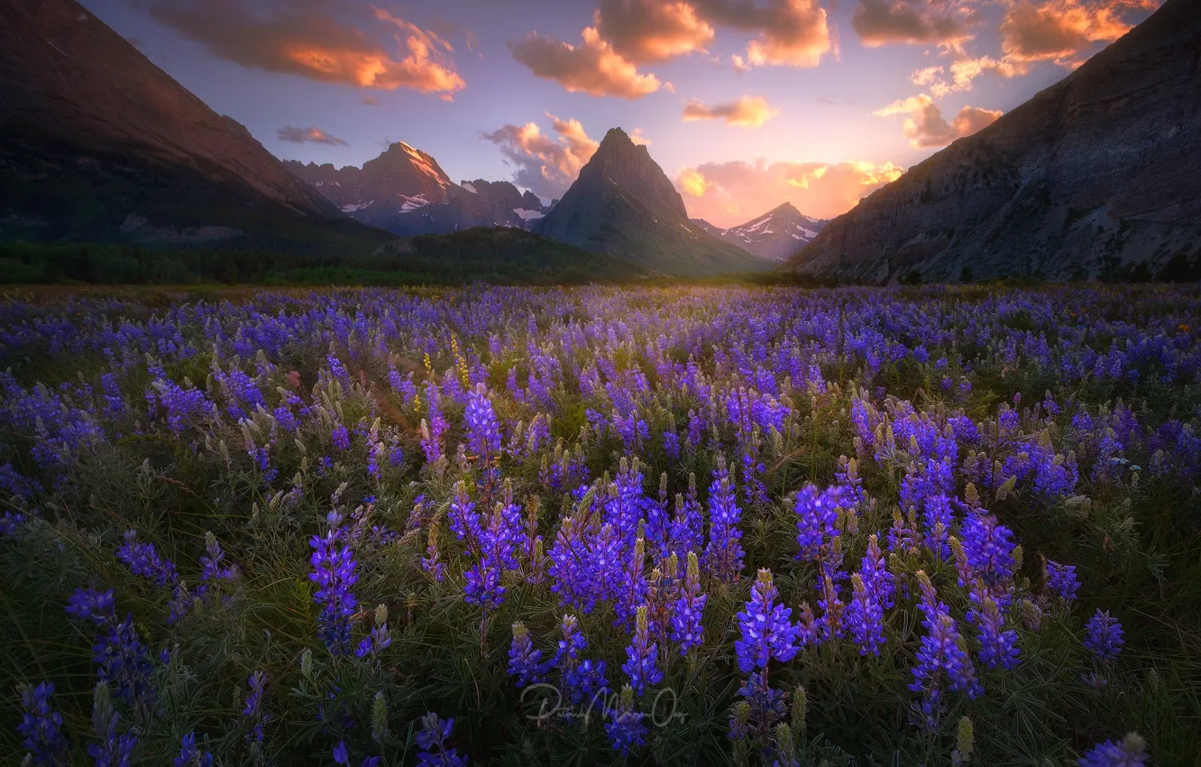Photo wallpaper flowers, mountains, New Zealand, lupins