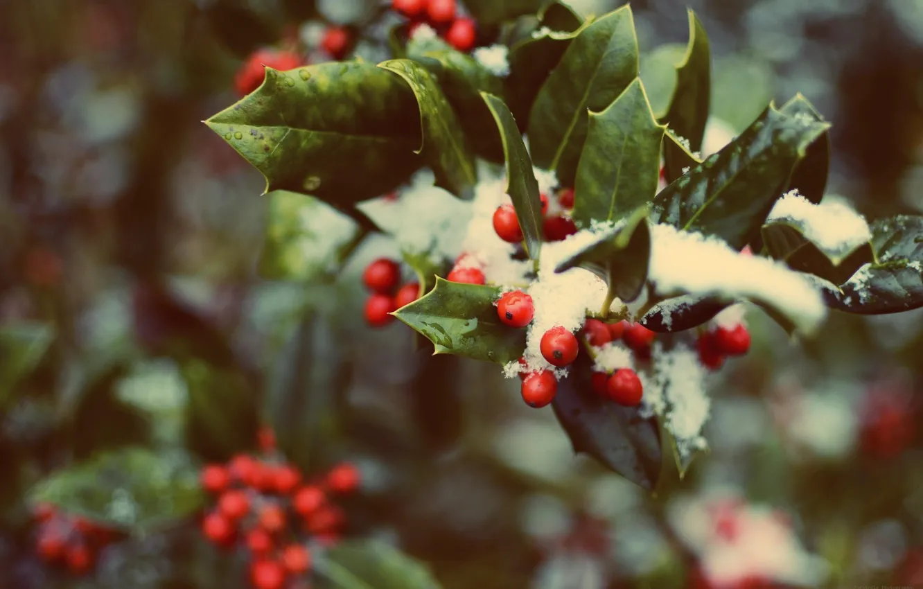 Photo wallpaper forest, leaves, snow, red, green, berries, tree, Christmas, Christmas, Holly, Holly, holly, the druids