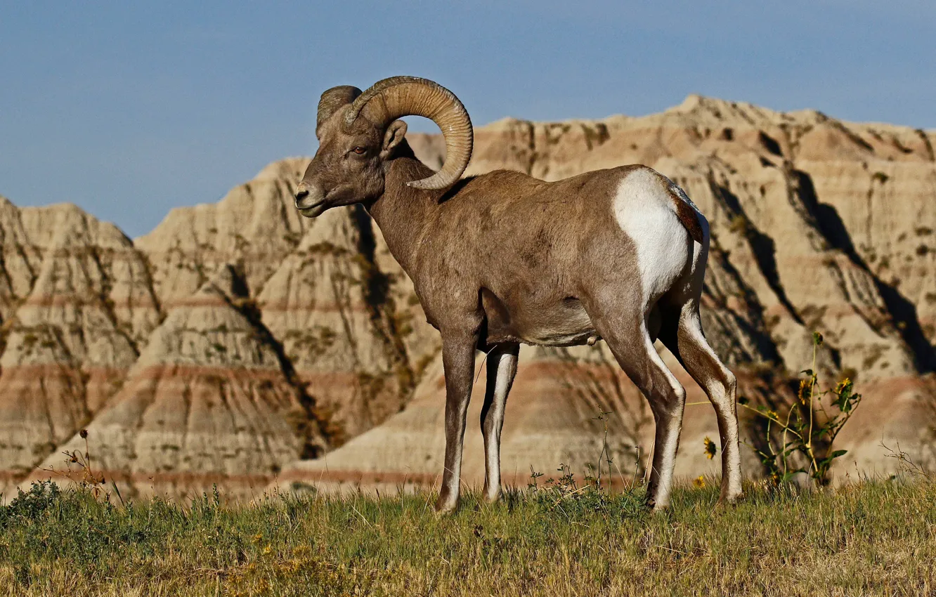 Wallpaper mountains, nature, horns, RAM, desert bighorn sheep images for  desktop, section животные - download